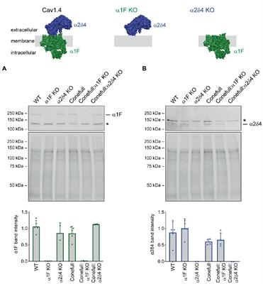 Mouse all-cone retina models of Cav1.4 synaptopathy